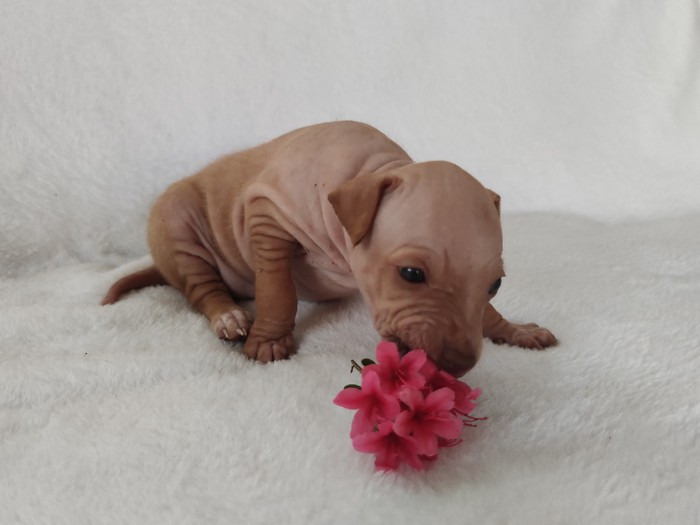 Ellie Hope Thaia