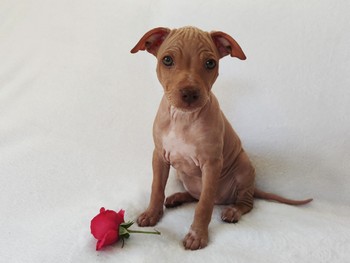 Ellie Hope Thaia