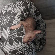 gs45.jpg