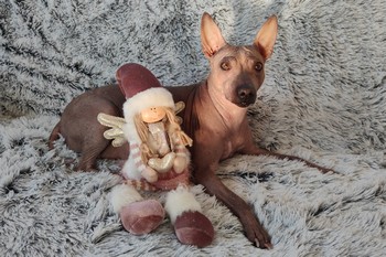 Suri