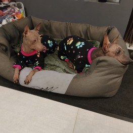 Modelky