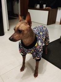 Modelky