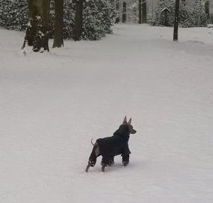 Suri v zimě