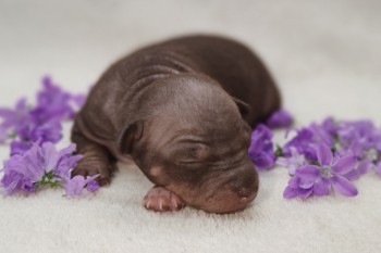 Cloe