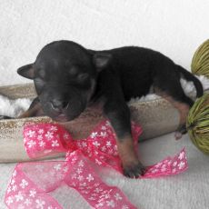 Lotti