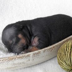 Lotti