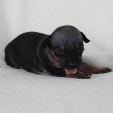 Lotti