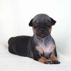 Lotti