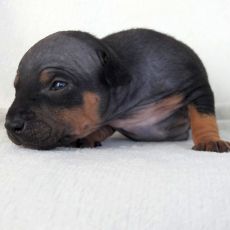 Lotti