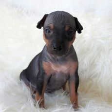 Lotti