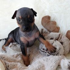 Lotti