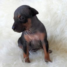 Lotti