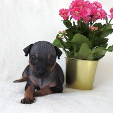 Lotti