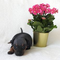 Lotti