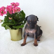 Lotti