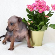 Soffi