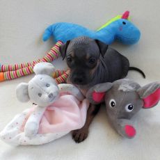 Lotti