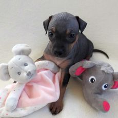 Lotti