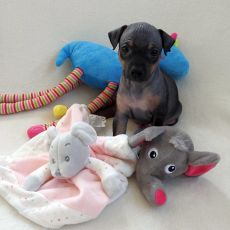Lotti