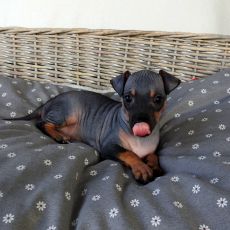 Lotti