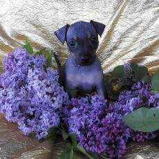 Lotti