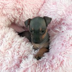 Lotti