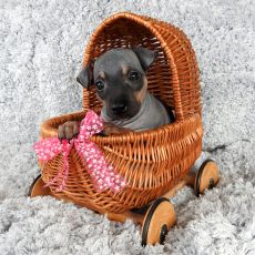 Lotti