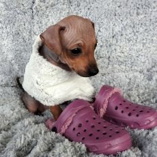 Soffi
