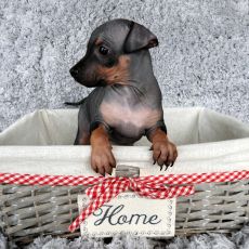 Lotti
