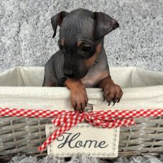 Lotti