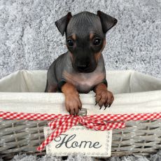 Lotti