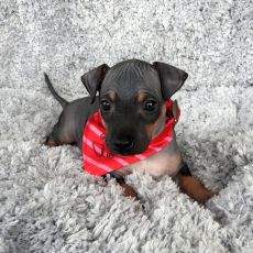 Lotti