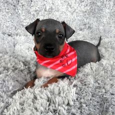 Lotti