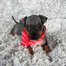 Lotti