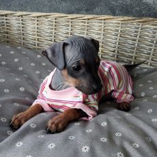 Lotti