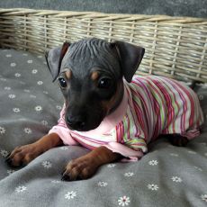 Lotti