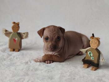 Chocco Skye M