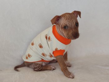 Chocco Skye M