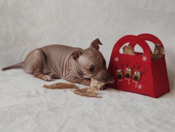 Chocco Skye M