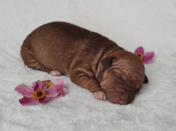 Chocco Skye M