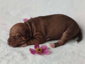 Chocco Skye M