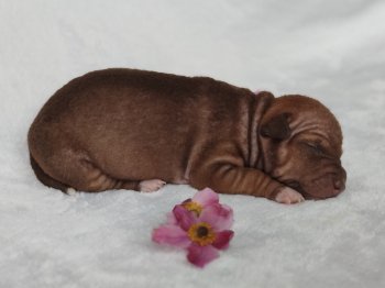 Chocco Skye M