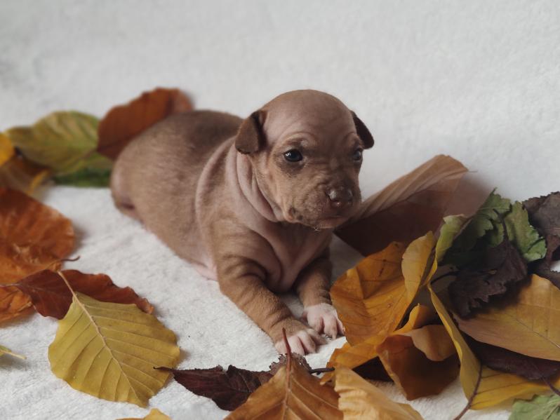Chocco Skye M